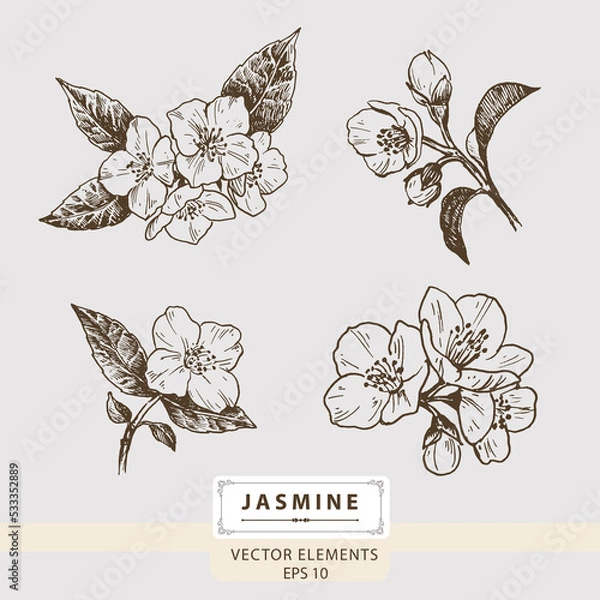 Obraz Jasmine. flowers, Floral Vector elements, Hand drawn illustration