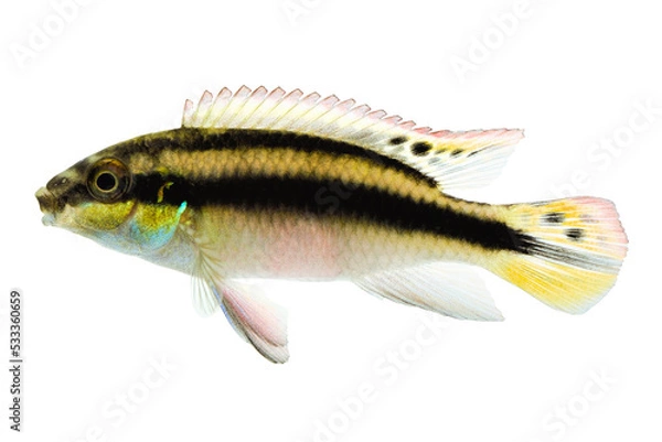 Fototapeta Pelvicachromis pulcherii on White Background