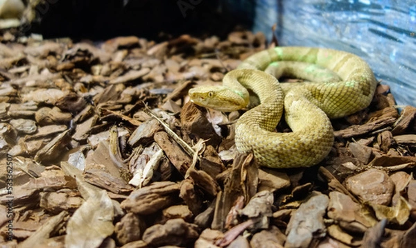 Obraz Bothrops insularis snake, known as the Golden lancehead. Endemic to Ilha da Queimada Grande, off the coast of Sao Paulo state, in Brazil