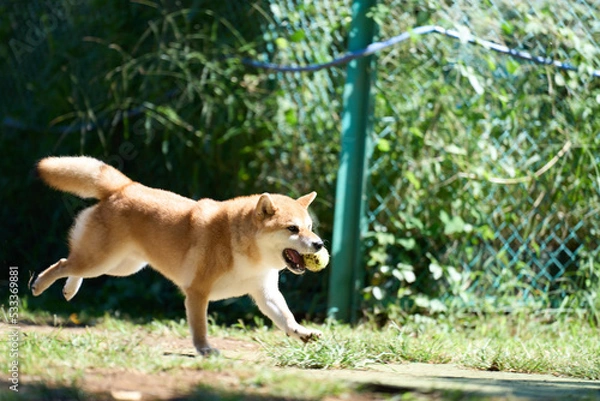 Obraz ボールをキャッチした柴犬