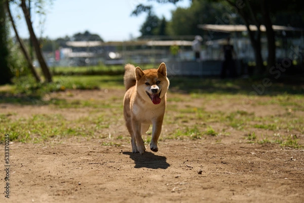 Obraz 笑顔で走ってくる柴犬