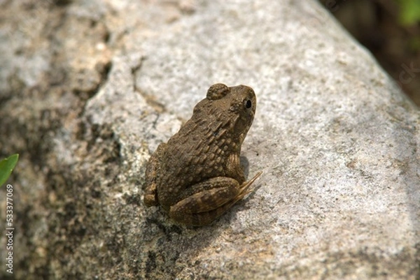 Obraz ツチガエル