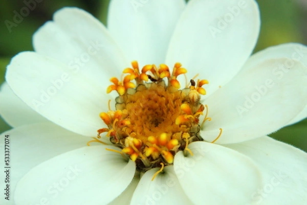 Fototapeta bee on flower