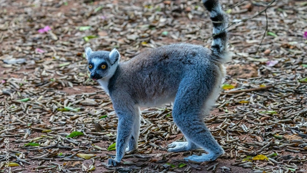 Obraz Lemur Zanzibar