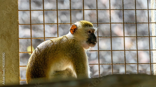 Obraz Zanzibar Monkey