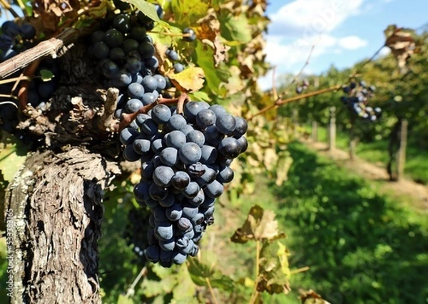 Fototapeta Blaufrankisch grape , Blue Frankish in english, hanging on vine just before the harvest. In USA is known as Lemberger.