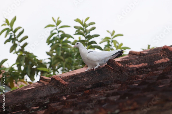 Obraz Pigeon sitting on the roof