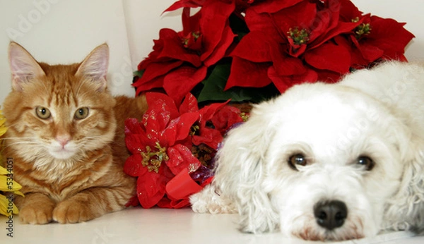 Fototapeta przyjaciele kotów psów