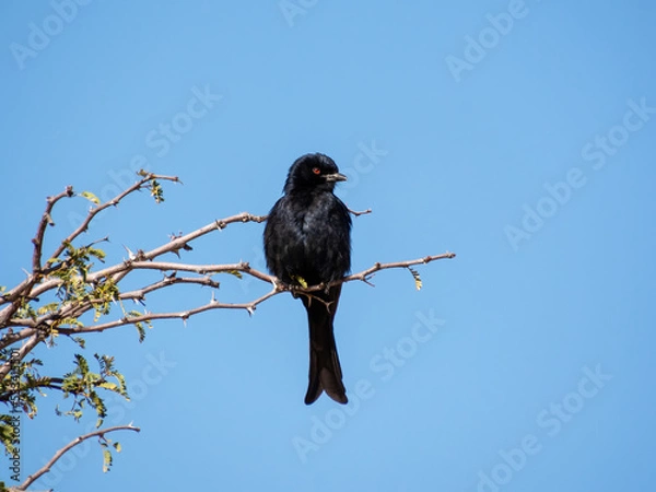 Obraz Fork-tailed Drongo