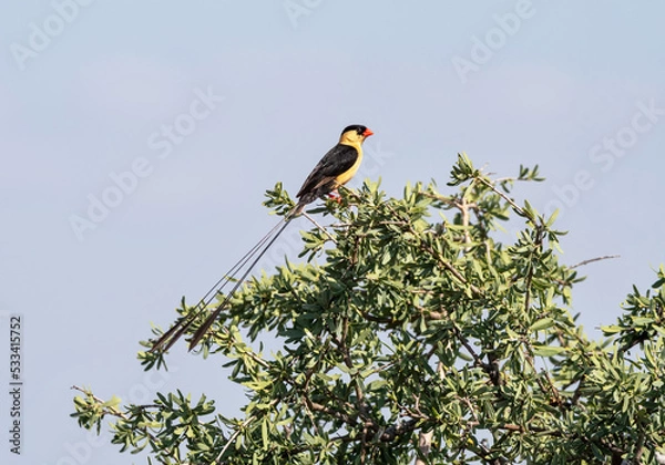 Obraz Shaft-tailed Whydah