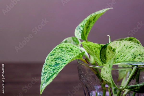 Fototapeta ポトスの水耕栽培