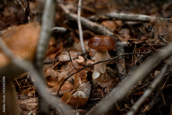Obraz selective focus on mushroom with brown cap growing among yellowed leaves and dry tree branches
