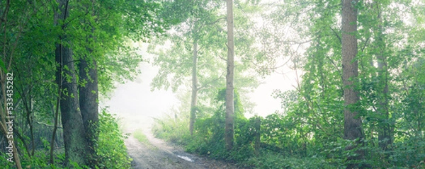 Fototapeta Herbstwald