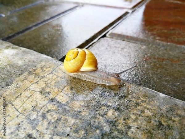 Fototapeta A snail, with a yellow shell, crawling along the edge of the concrete