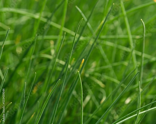 Obraz Frischer Schnittlauch