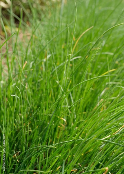 Obraz Frischer Schnittlauch