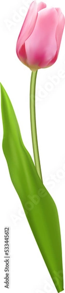 Fototapeta Elegant 3D realistic pink tulip flower