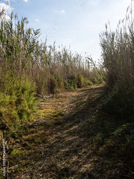 Obraz Camino entre cañas