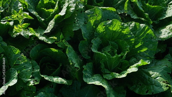 Obraz cabbage plants that planted on the plantation on winter sesion, the leaves are green and look fresh - organic vegetable plantation
