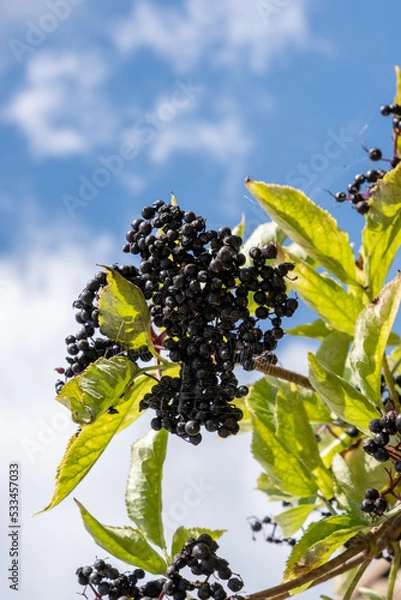 Obraz Gros plan de baies de sureau (Sambucus)