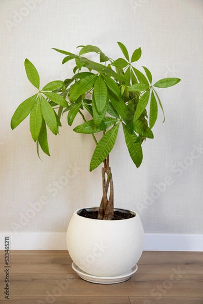 Fototapeta A young Money Tree plant Pachira Aquatica growing in white pot in home interior