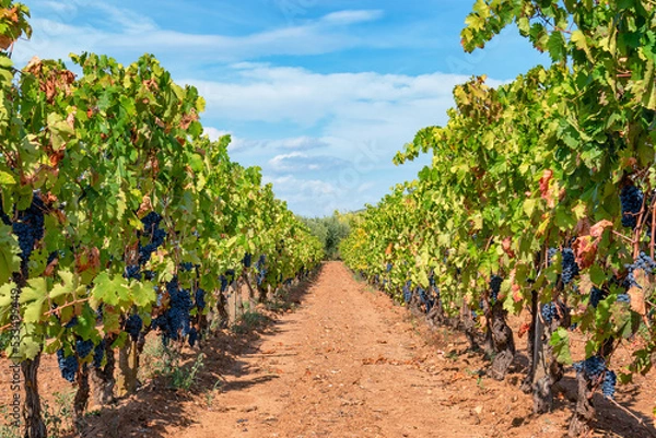 Fototapeta Close up bunch of grapes ready for harvest. Harvest period concept. Rows of vineyard on a beautiful sunny day.