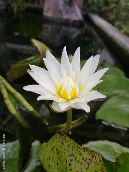 Obraz white lotus