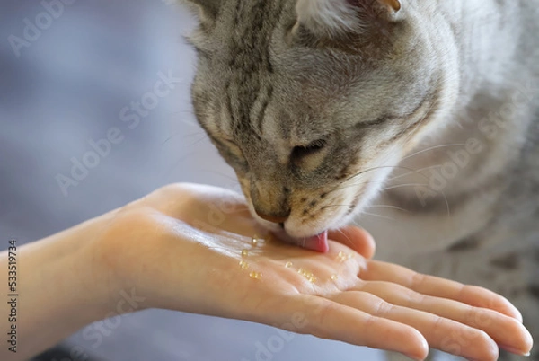 Obraz cat eat caviar from hand. close up