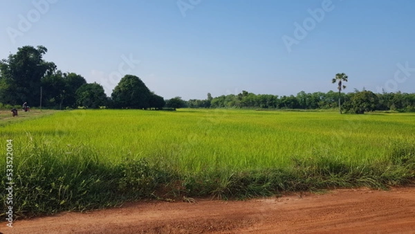 Obraz rice field