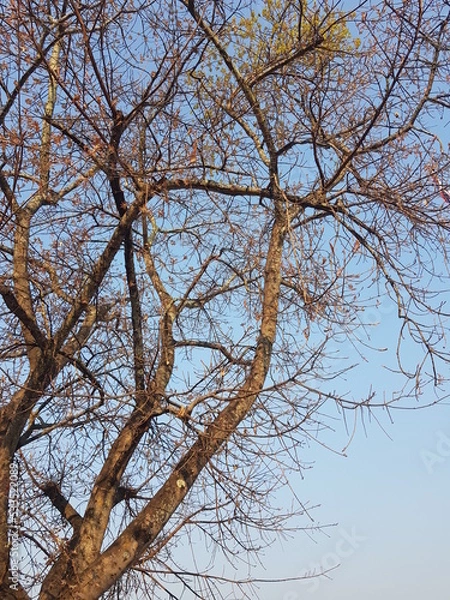 Obraz tree branches against sky