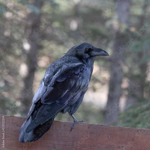 Fototapeta A Common Raven in Alaska
