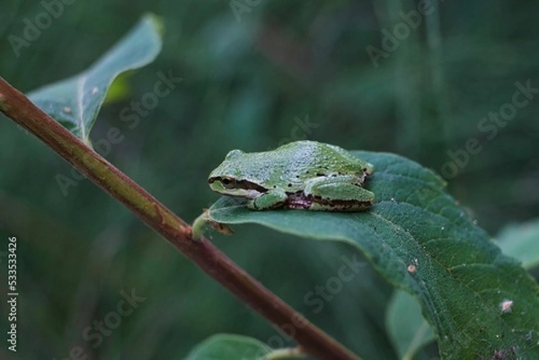 Obraz frog on a leaf