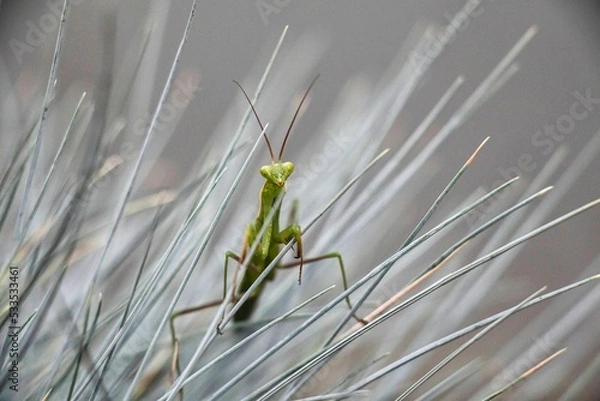 Obraz Plant Mantis