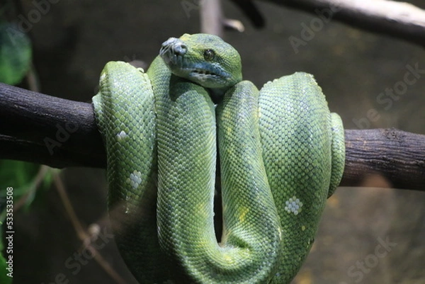 Obraz Snakey