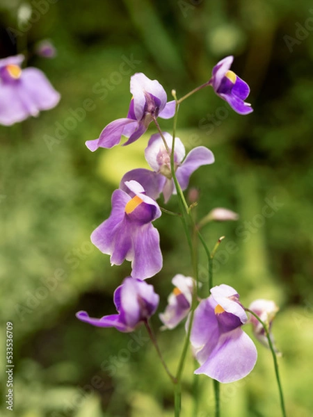 Fototapeta Bright purple flowers of Utricularia, commonly called the bladderwort. Flowers in bloom of carnivorous plant.