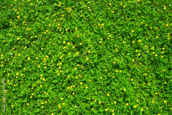 Fototapeta Spring green grass texture with flowers