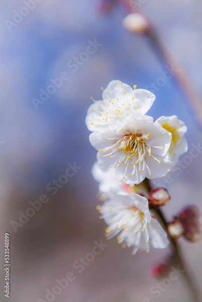 Fototapeta 吉野公園の白梅の花	