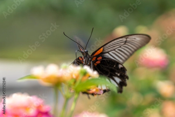 Fototapeta black Butterflies in flower