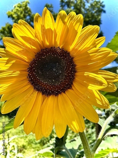 Obraz sunflower on blue background