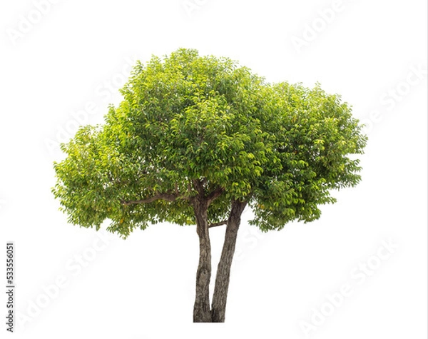 Fototapeta Green tree isolated on transparent background with clipping path, single tree with clipping path and alpha channel