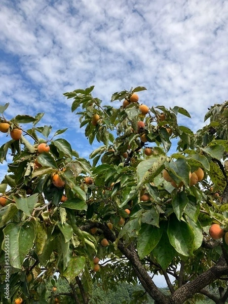 Obraz apples on tree