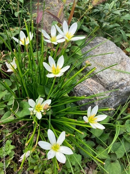 Obraz 大きく咲く白い花