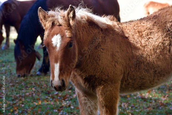 Obraz Horses in the mountains