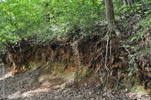 Obraz 地層と木の根