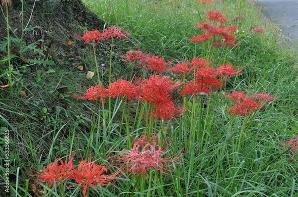 Obraz 大きく咲く彼岸花