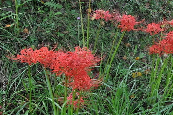 Obraz 大きな赤い花