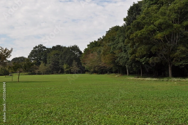 Obraz 広々とした森林公園