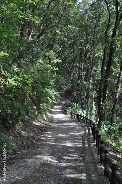 Fototapeta 林の中の下り坂