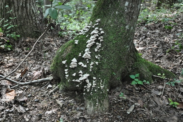 Obraz 大木、キノコ、野生の木、木の根、森、林