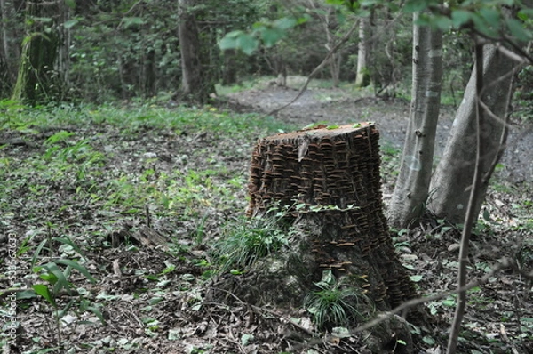 Obraz 切り株に生えるキノコ